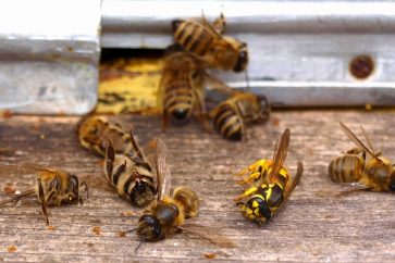 abeilles_mortes