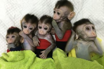 singes_clones